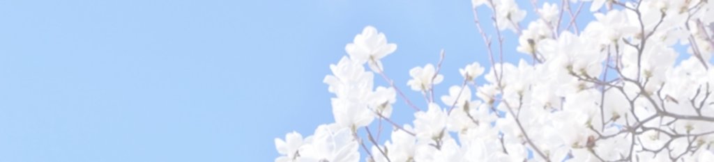白い木蓮の花