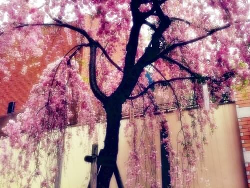 造形局の枝垂れ桜
