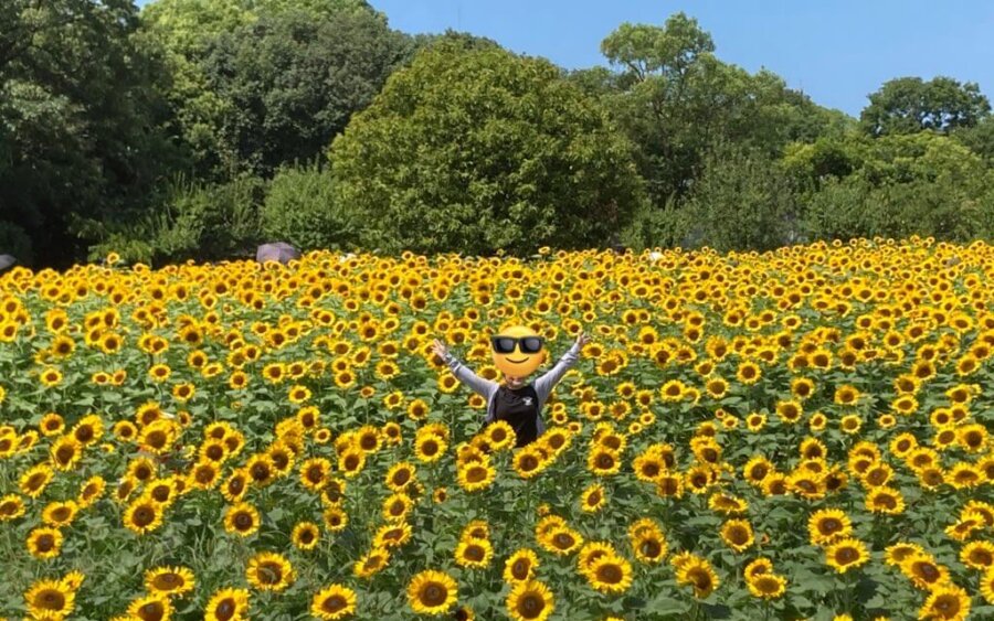 長居公園の向日葵畑