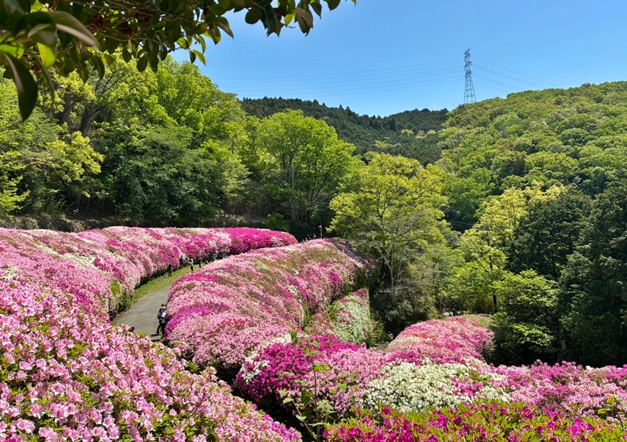 なるかわ園地(ツツジロール)