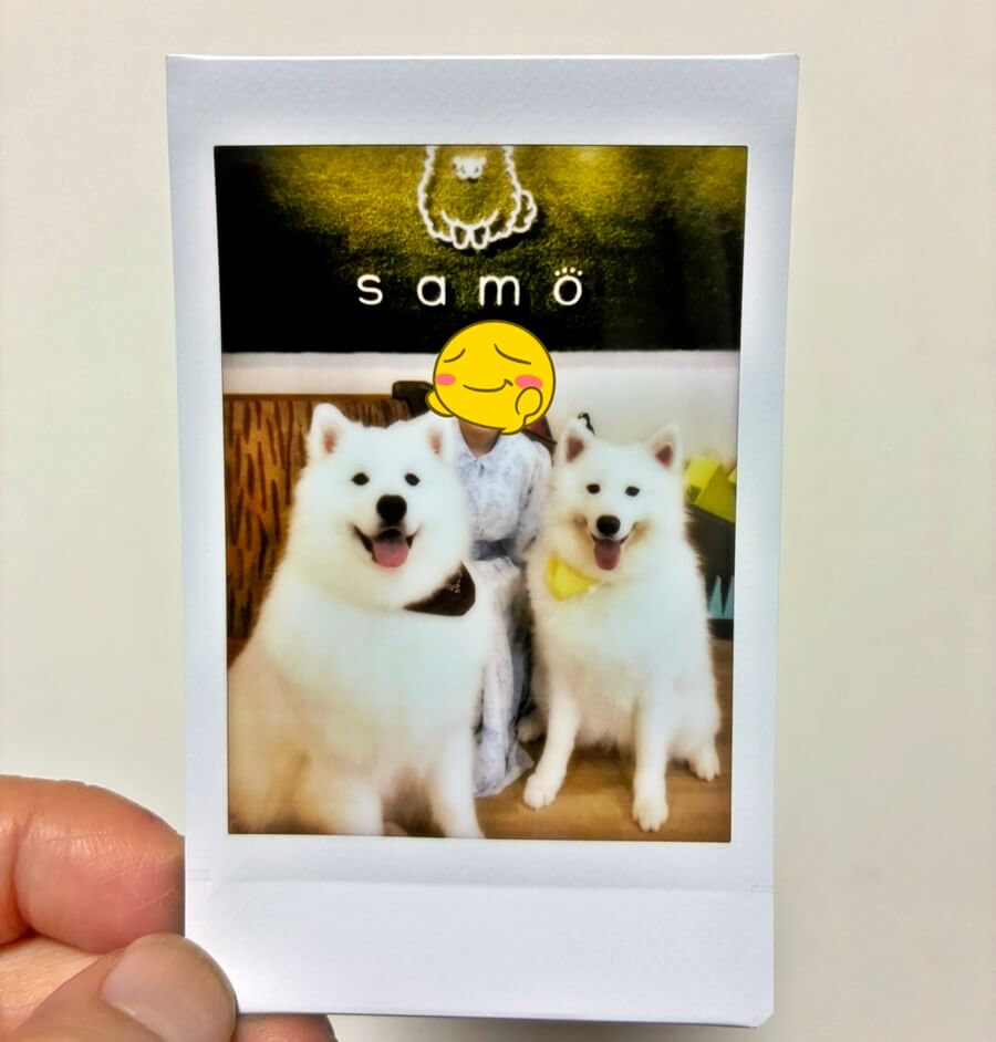 サモエドチェキ