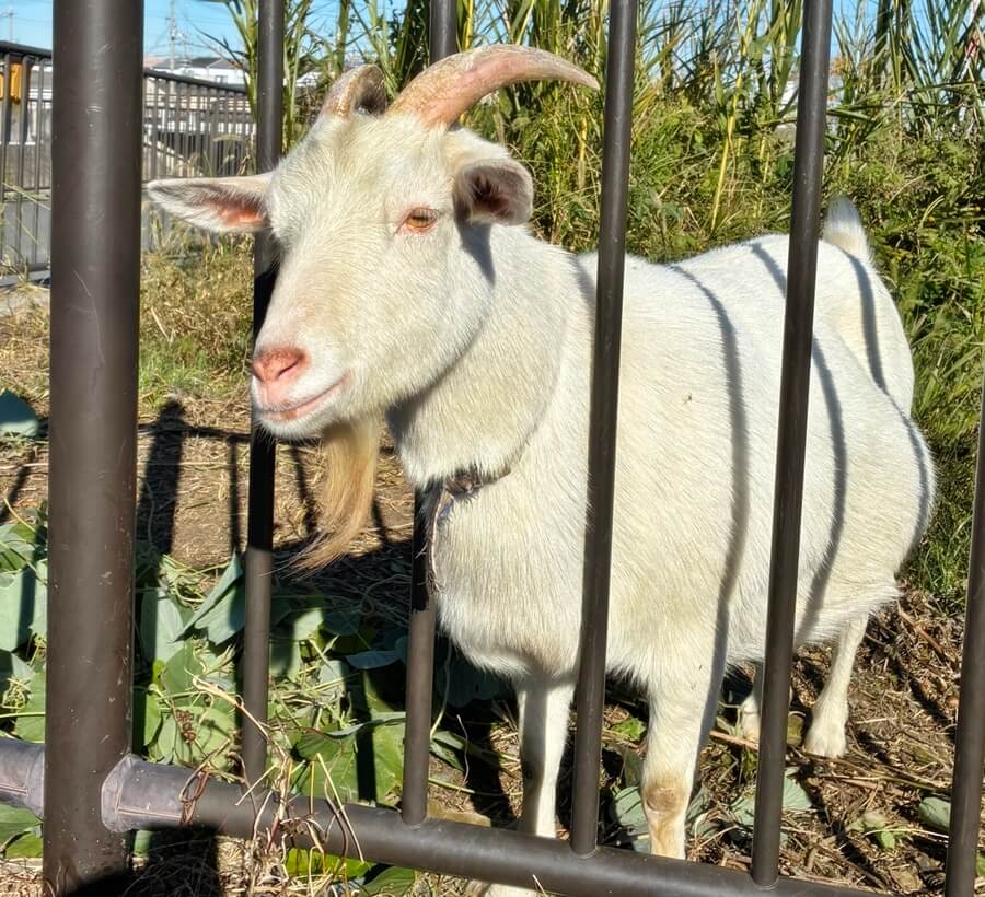 河川敷のヤギ