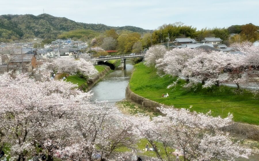 竜田川の桜