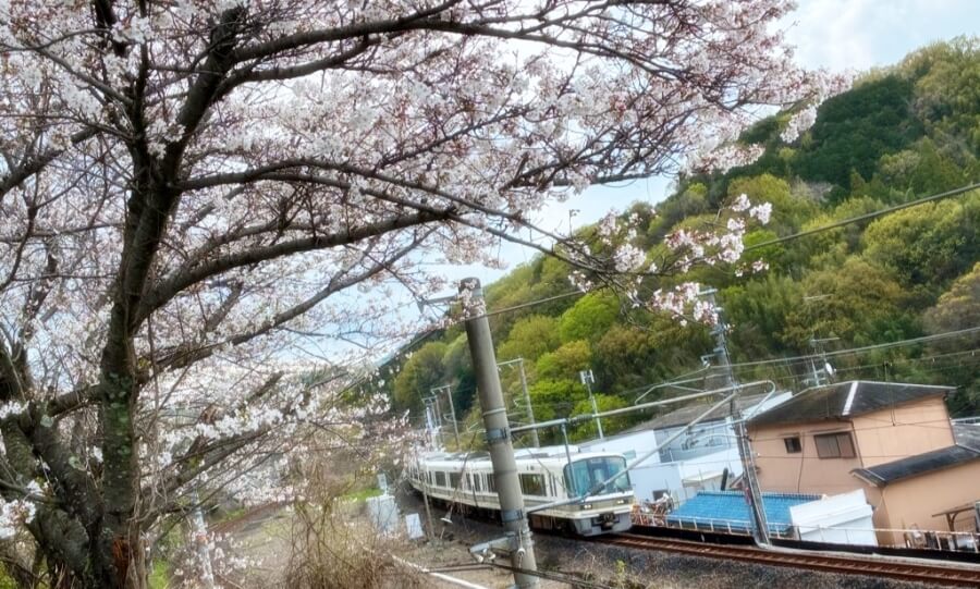大和路線沿いの桜
