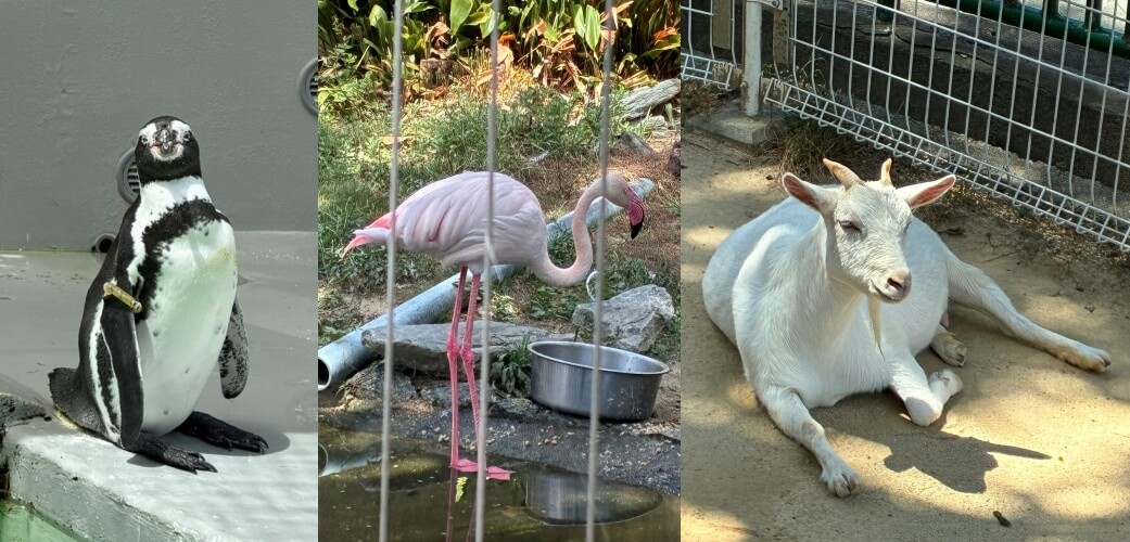 動物園